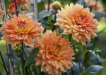 "Antenne Bradenburg" Dahlia Flowers