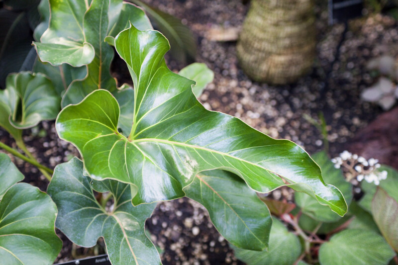 Anthurium brownii Leaves