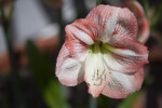 "Apple Blossom" Flower