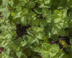 Apple Mint Plant at The Fruit and Spice Park