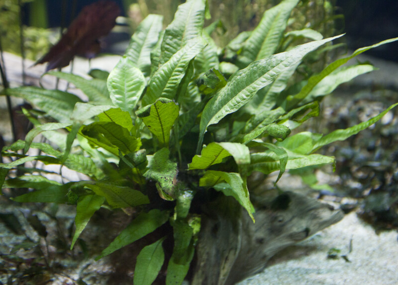 Aquarium Plant