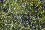 Aquatic Grass at Biscayne National Park