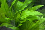 Aquatic Plant