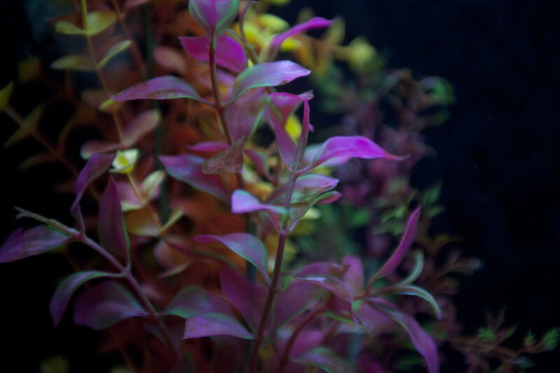 Aquatic Plant with Purple and Green Coloring