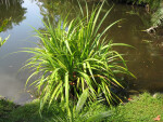 Aquatic Plant