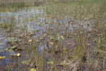 Aquatic Plants and Grasses