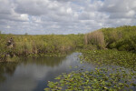 Aquatic Plants, Water, Shrubs, and Grasses at Anhinga Trail of Everglades National Park