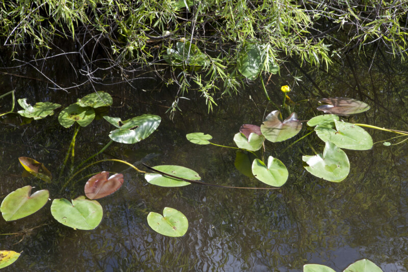 Aquatic Plants with Heart-Shaped Leaves