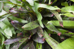 Araeococcus flagellifolius Leaves