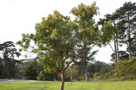 Arbutus "Marina"