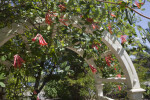 Archway with Red, Tubular Flowers