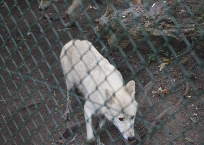 Arctic Wolf Behind Green Fence at the Artis Royal Zoo