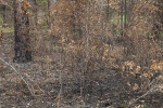 Area of Chinsegut Wildlife and Environmental Area Devastated by Fire