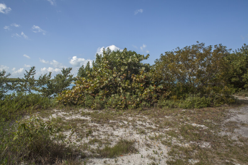 Area with Sand, Grass, and Shrubs at Biscayne National Park
