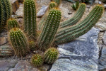 Argentine Giant Cactus