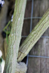 Aristolochia maxima Vine