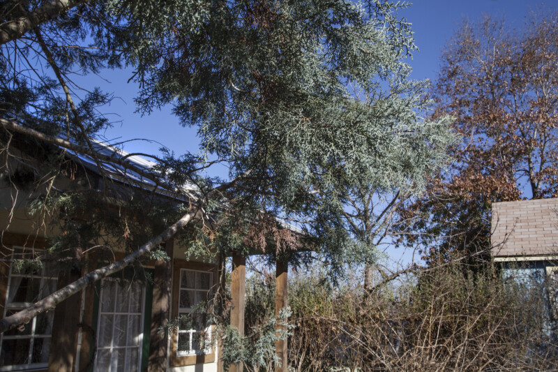 Arizona Cypress Trees Over a House