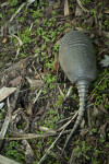 Armadillo from Behind