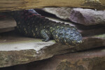 Armored Tail of a Reptile