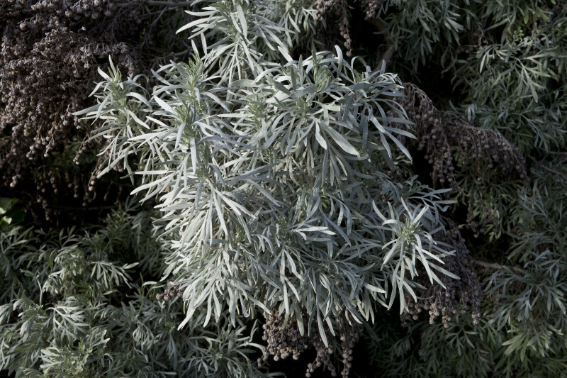 Artemisia arborescens Leaves
