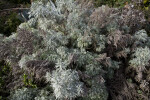 Artemisia arborescens