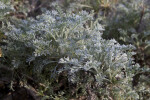 Artemisia "Hawkhill"