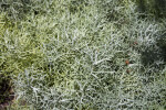 Artemisia "Sea Foam"