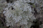 Artemisia x Powis castle Leaves