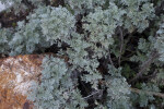 Artemisia x Powis castle