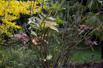 "Arthur Menzies" Mahonia