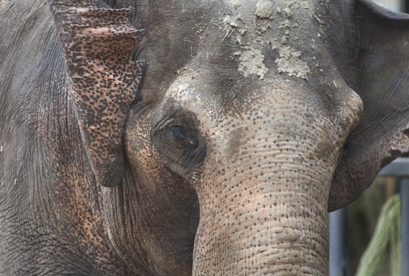 Asian Elephant Close-Up