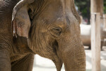 Asian Elephant Close-Up