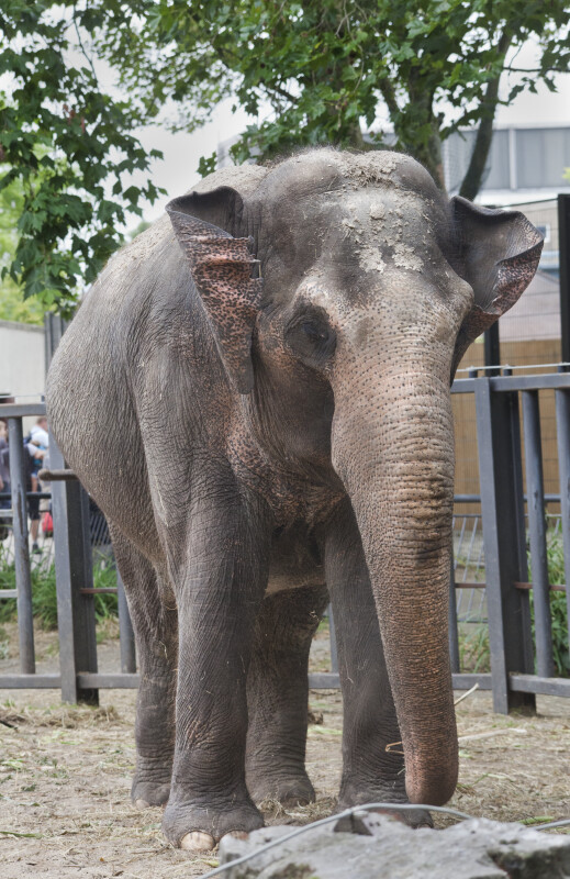 Asian Elephant Flapping Large, Thin Ears