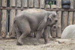 Asian Elephant Walking at the Artis Royal Zoo