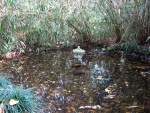 Asian Garden Pond