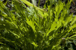 Asian Mustard Leaves