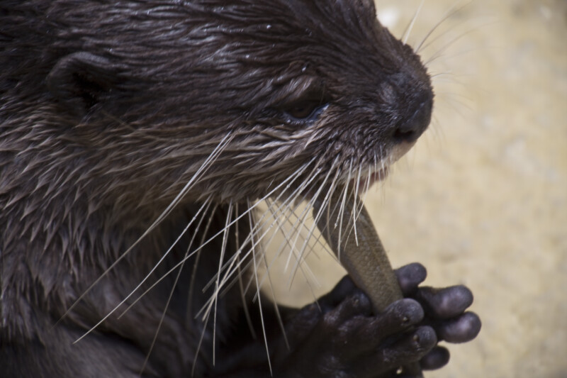 Asian Small Clawed Otter Close-Up