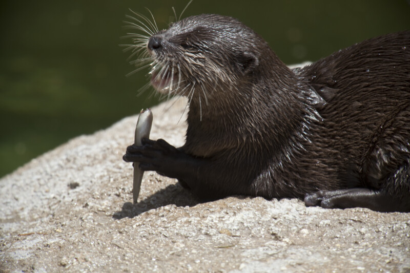 Asian Small Clawed Otter Eating