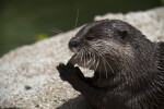 Asian Small Clawed Otter