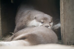 Asian Small-Clawed Otters