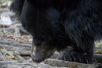 Asiatic Black Bear Walking