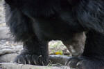 Asiatic Black Bear