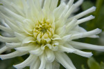 Aspen Dahlia Flower