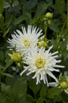 Aspen Dahlia Flowers and Buds