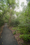 Asphalt Path Called "Gumbo Limbo Trail"