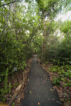 Asphalt Path Known as Gumbo Limbo Trail
