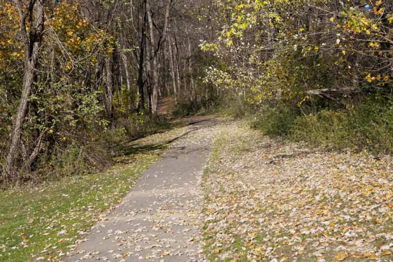 Asphalt Path Leading Through Trees at Evergreen Park