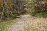 Asphalt Path Leading Through Trees at Evergreen Park