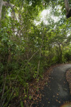 Asphalt Sidewalk Running through Vegetation