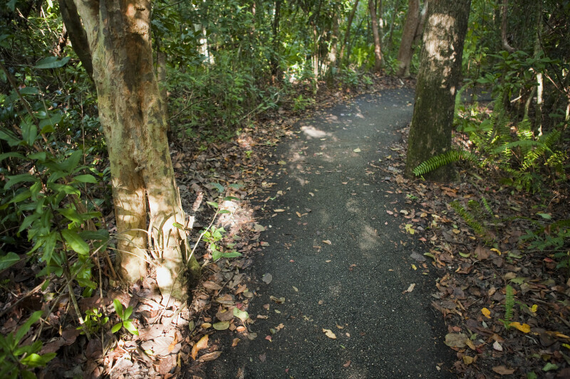 Asphalt Trail at Everglades National Park